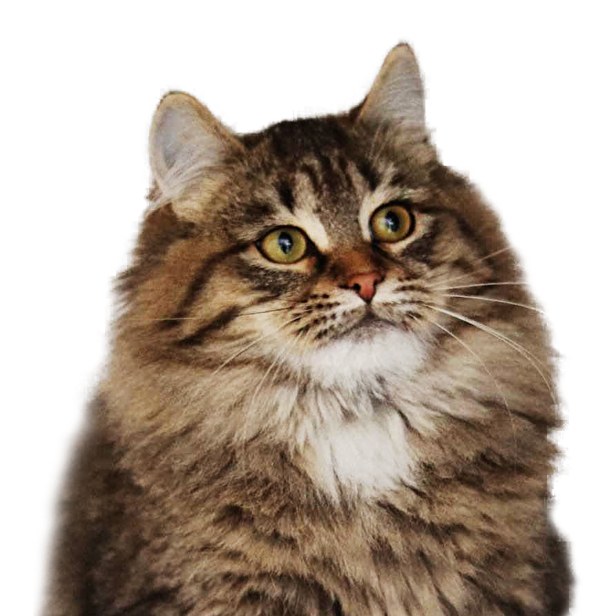 siberian cats near me