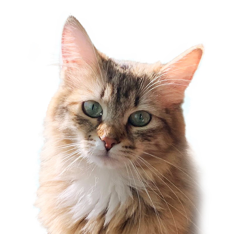 siberian cats near me